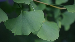 银杏黄酮有哪些作用？