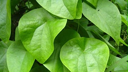 什么是千金藤素？千金藤素有哪些功效与作用？