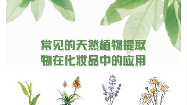 常见的天然植物提取物在化妆品中的应用