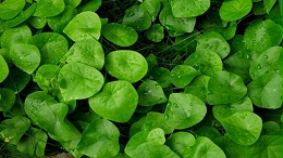 中医药（千金藤素）为全球抗击新冠提供了新的思路