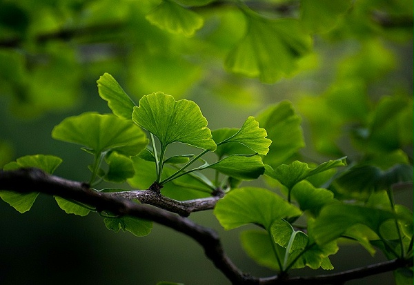 银杏黄酮粉的功效与作用