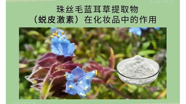 珠丝毛蓝耳草提取物（蜕皮激素）在化妆品中的作用