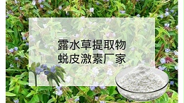 露水草提取物 蜕皮激素厂家