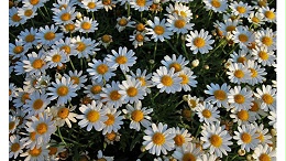 洋甘菊提取物 芹菜素98% 母菊提取物