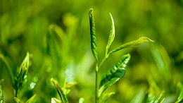 绿茶提取物（茶多酚）在食品中应用