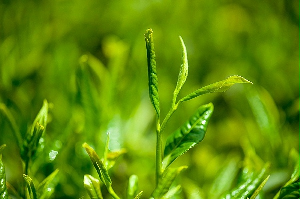 绿茶提取物（茶多酚）在食品中应用