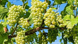 葡萄籽提取物的功效与作用有哪些？