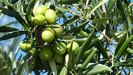 油橄榄提取物有什么作用？