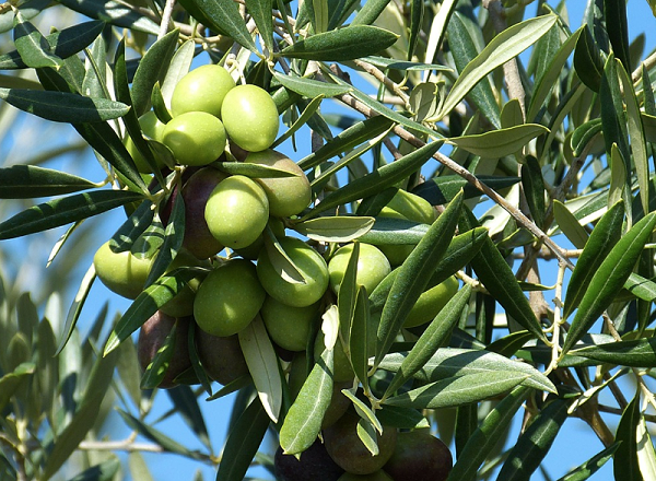 油橄榄提取物有什么作用？
