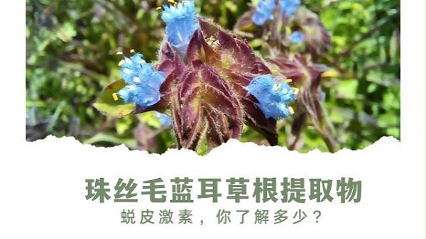 关于珠丝毛蓝耳草提取物，你了解多少？