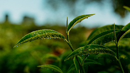 茶叶提取物有哪些功能？