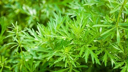 青蒿素的作用有哪些？