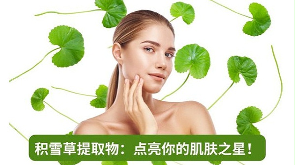 积雪草提取物 点亮你的肌肤之星！