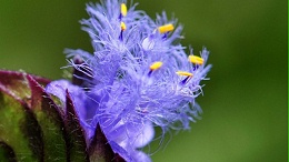 露水草提取物 蜕皮激素 98%  在化妆品中的应用