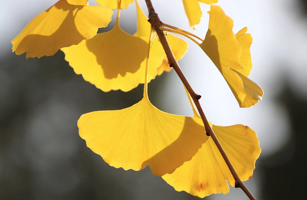 银杏叶提取物有啥功效？