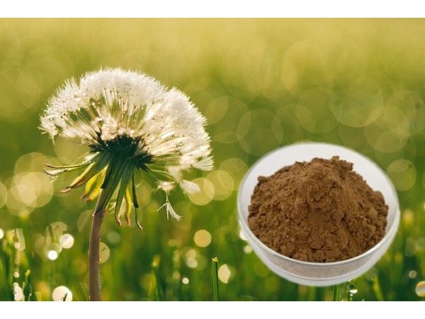 蒲公英提取物