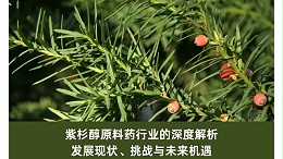 紫杉醇原料药行业的深度解析：发展现状、挑战与未来机遇