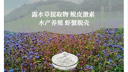 露水草提取物 蜕皮激素 水产养殖 虾蟹脱壳