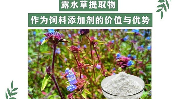 露水草提取物作为饲料添加剂的价值与优势