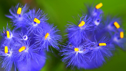 蜕皮激素有哪些作用？