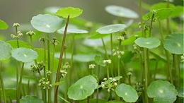 积雪草提取物对皮肤有什么作用？