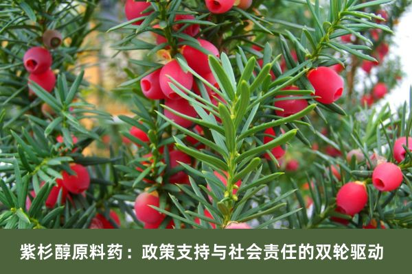 紫杉醇原料药：政策支持与社会责任的双轮驱动