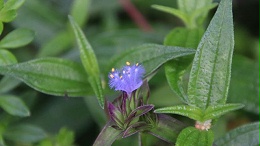 露水草提取物 蜕皮激素 在医药中的应用