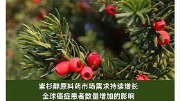 紫杉醇原料药市场需求持续增长：全球癌症患者数量增加的影响