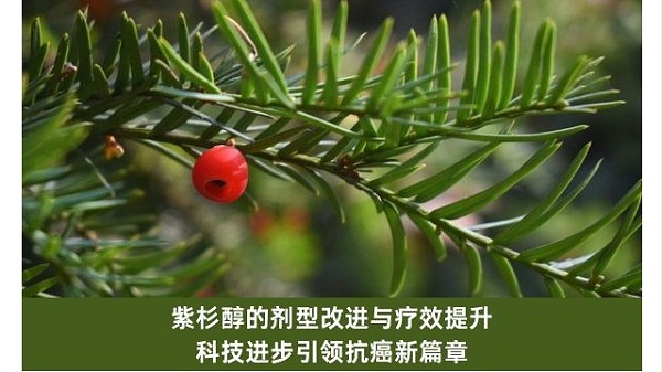 紫杉醇的剂型改进与疗效提升 科技进步引领抗癌新篇章