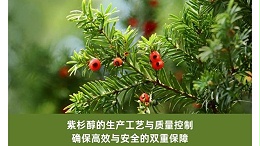 紫杉醇的生产工艺与质量控制：确保高效与安全的双重保障