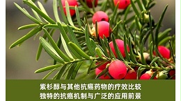 紫杉醇与其他抗癌药物的疗效比较：独特的抗癌机制与广泛的应用前景