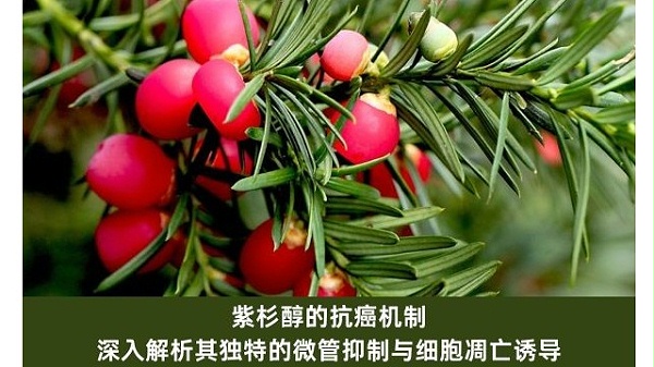 紫杉醇的抗癌机制：深入解析其独特的微管抑制与细胞凋亡诱导