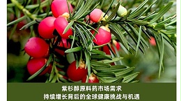 紫杉醇原料药市场需求：持续增长背后的全球健康挑战与机遇