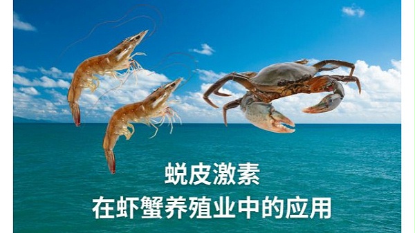 蜕皮激素在虾蟹养殖业中的应用