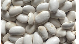 白芸豆提取物有哪些作用？