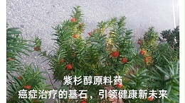 紫杉醇原料药：癌症治疗的基石，引领健康新未来