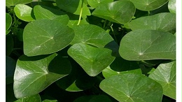 千金藤素能治疗新冠吗？