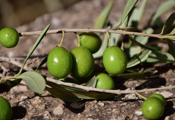油橄榄提取物有哪些作用？