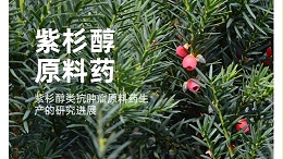 紫杉醇类抗肿瘤原料药生产的研究进展