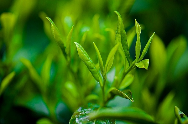 绿茶提取物功效和作用