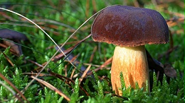 香菇多糖的作用有哪些？