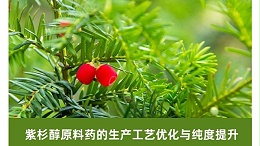 紫杉醇原料药的生产工艺优化与纯度提升