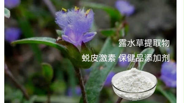 露水草提取物 蜕皮激素 保健品添加剂