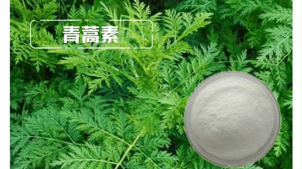 什么是青蒿素？青蒿素的作用