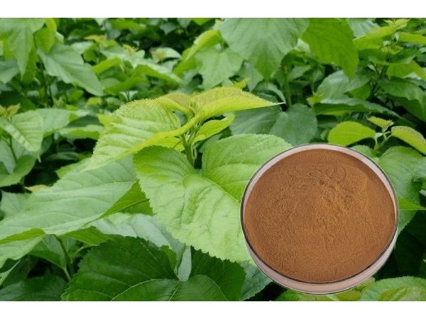 桑叶提取物