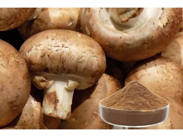 香菇提取物