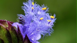 露水草提取物（蜕皮激素）有哪些作用？
